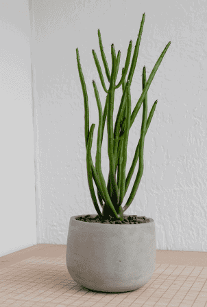 Fern Up