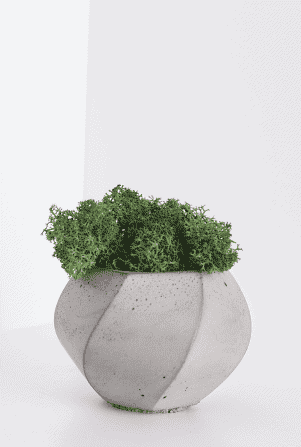 Low fern